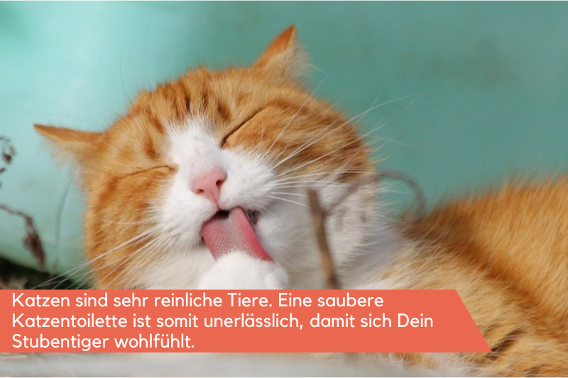 Katze putzt sich mit rauer Zunge