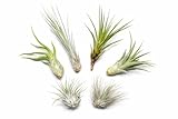 OmniPlants – Tillandsien 5er-Mix mit EXTRA T. fuchsii var gracilis, luftreinigende Air Plants, pflegeleicht, natürliche Deko, Gärtnereizucht