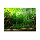 Fdit Hintergrund für Aquarium, PVC Selbstklebend Grünes Wassergras Aquarium Hintergrund Poster Aquarium PVC Klebstoff Grün Wasser Gras Dekoration Aquatic Style Like Real 61 * 41cm