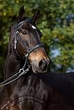 Barefoot Gebisslose Zäumung für Pferde - Bittless Bridle und Sidepull in einem - Weich gepolstert mit breitem Nasen-, Stirn-und Genickstück - ideal für Western, Englisch und Wanderreiten - COB schwarz
