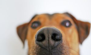 Schnüffelteppich eignet sich für neugierige Hunde