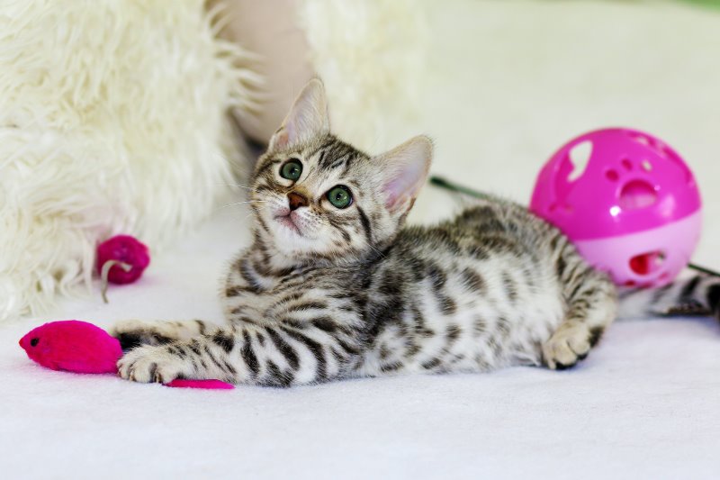 Die 5 besten ferngesteuerten Spielmäuse für Katzen