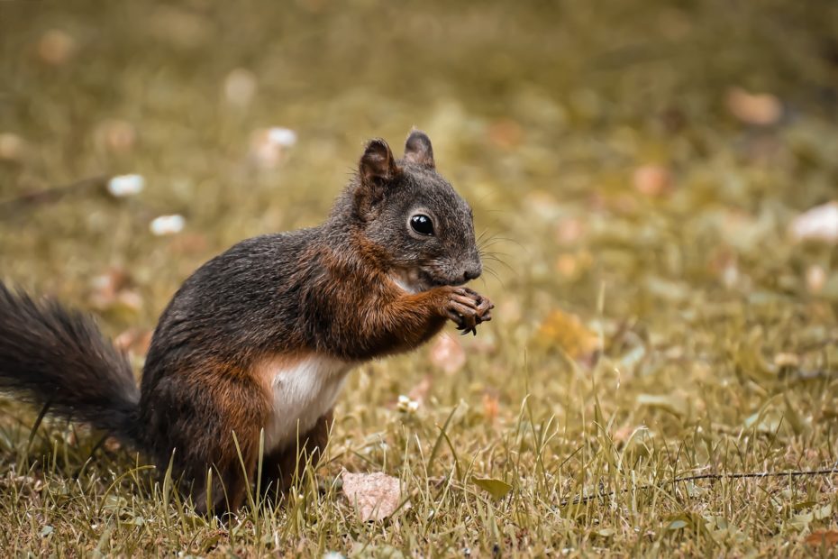 Eichhörnchen frisst eine Nuss
