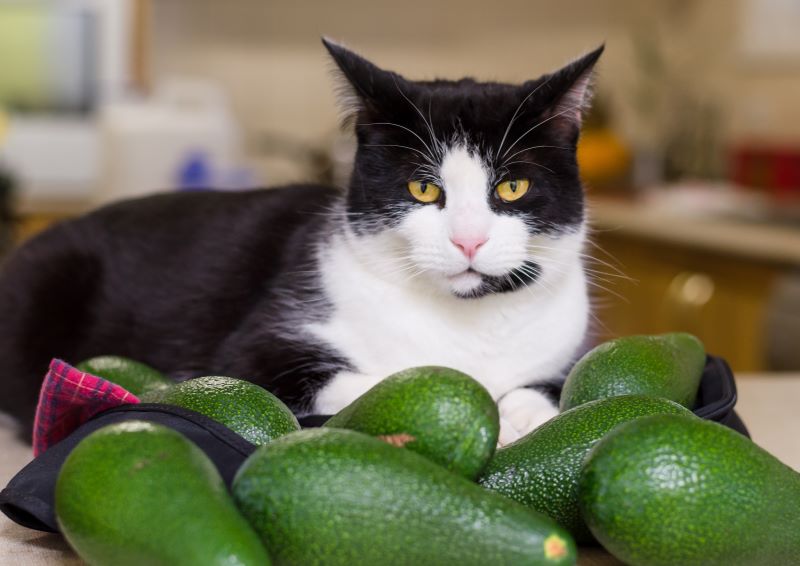 Dürfen Katzen Avocados fressen?