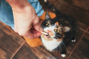 Katze isst Schweinefleisch