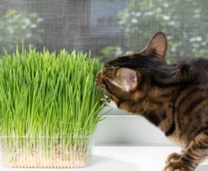 gesunder Salat in Maßen für Katzen